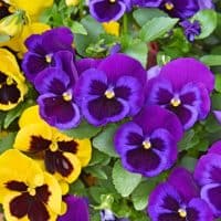 Purple & Yellow Pansies