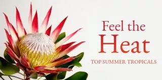 SummerFlowers-Tropicals-blog