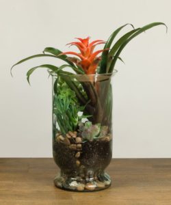 Peaceful garden in a glass. bromeliad and succulents