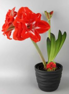 his flowering bulb plant features dramatic red blooms and graceful green leaves. Presented in a ceramic pot they can use all year long.