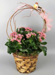 A member of the jade family, the kalanchoe has sturdy green leaves and vibrant pink blooms.