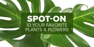 FM4-Bold—Hot-Plants—Blog