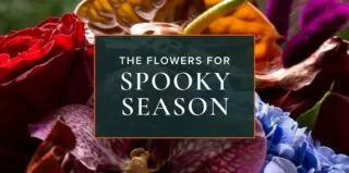 Elegant-SpookySeason-blog